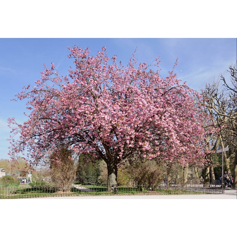 Cherry Blossom Tree – Prunus Kanzan