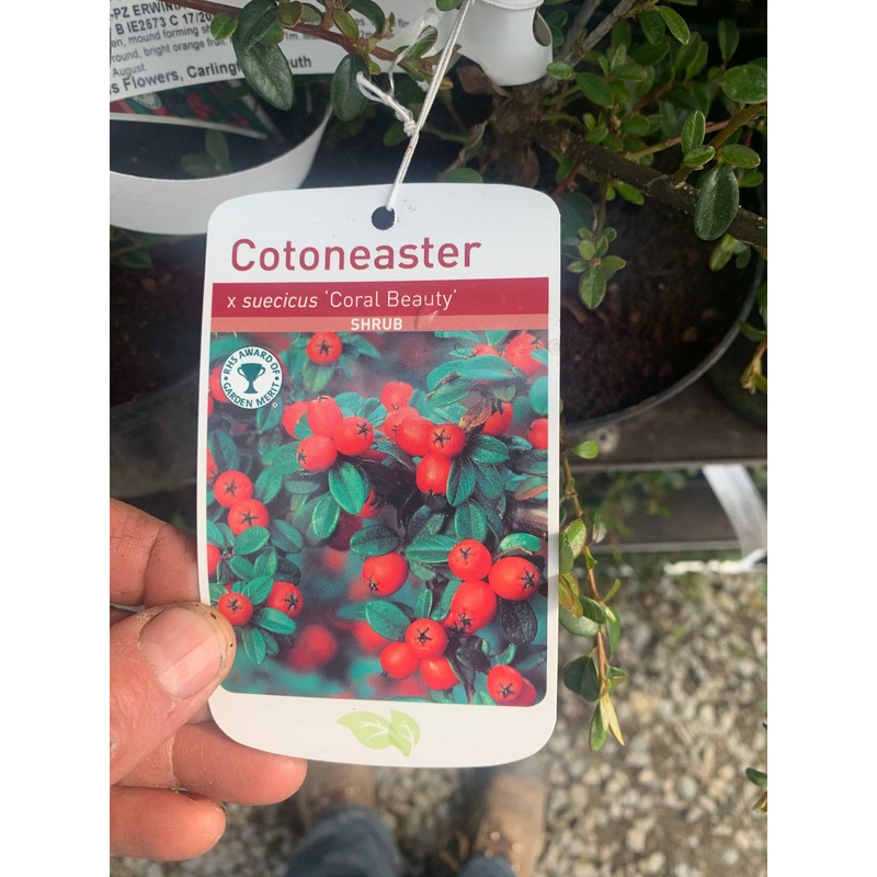 Cotoneaster Coral Beauty