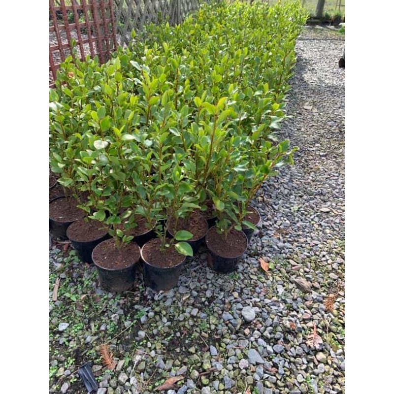 Grisilena Hedge 2ft to 3ft