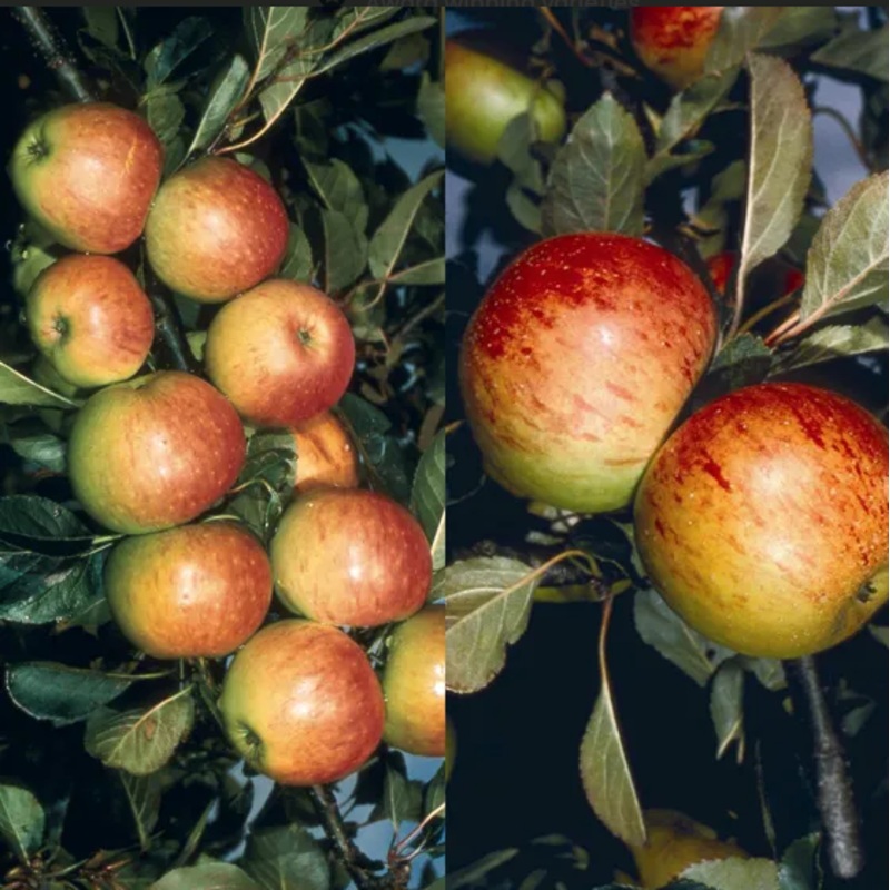 Trees Apple – James Grieve