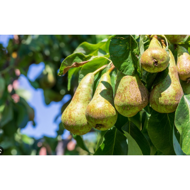 Trees Pear Conference