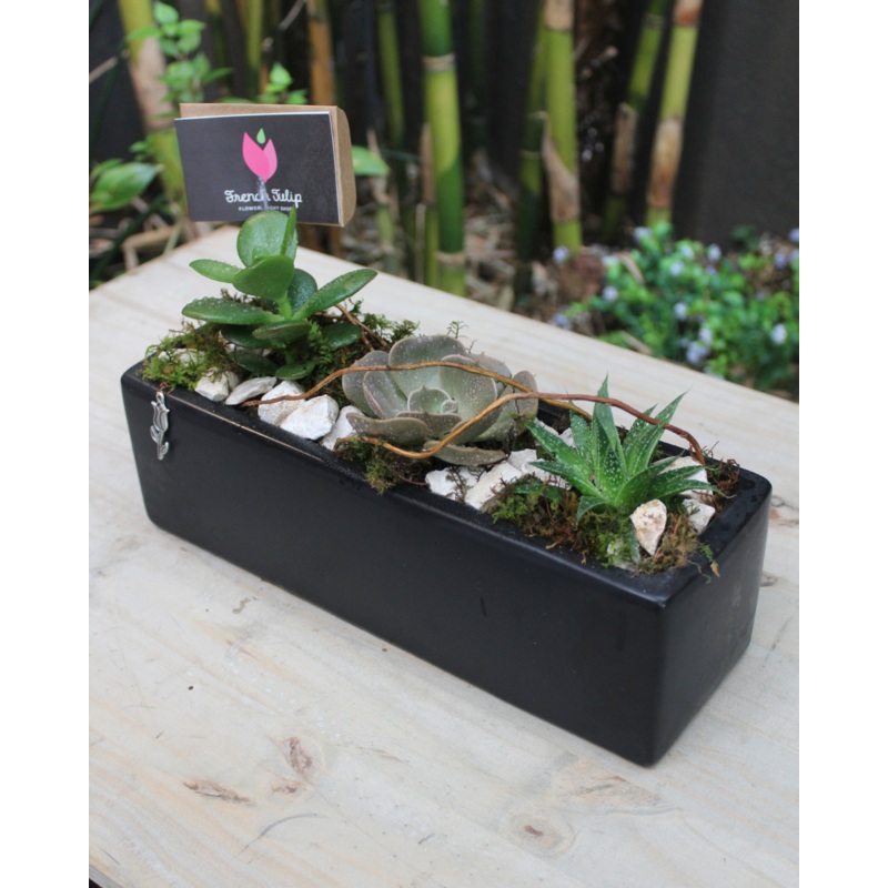 3 Small Plants Base 12x4x4