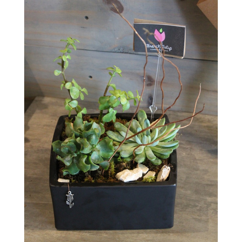 3 Small Plants Base 7