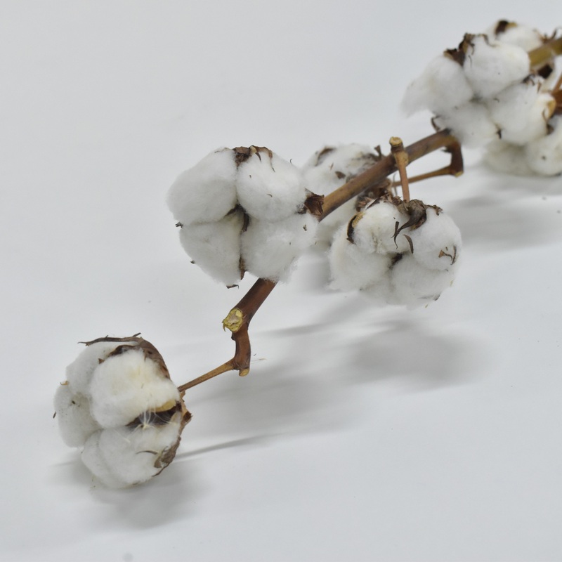 Dried Cotton