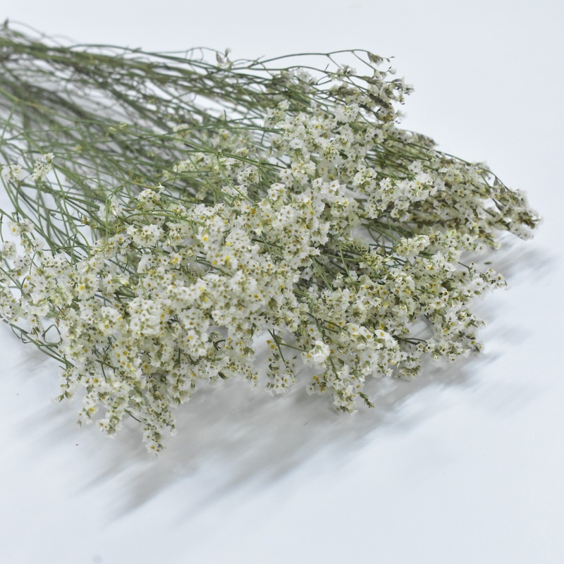 Limonium-White & Yellow & Light Purple & Dark Purple