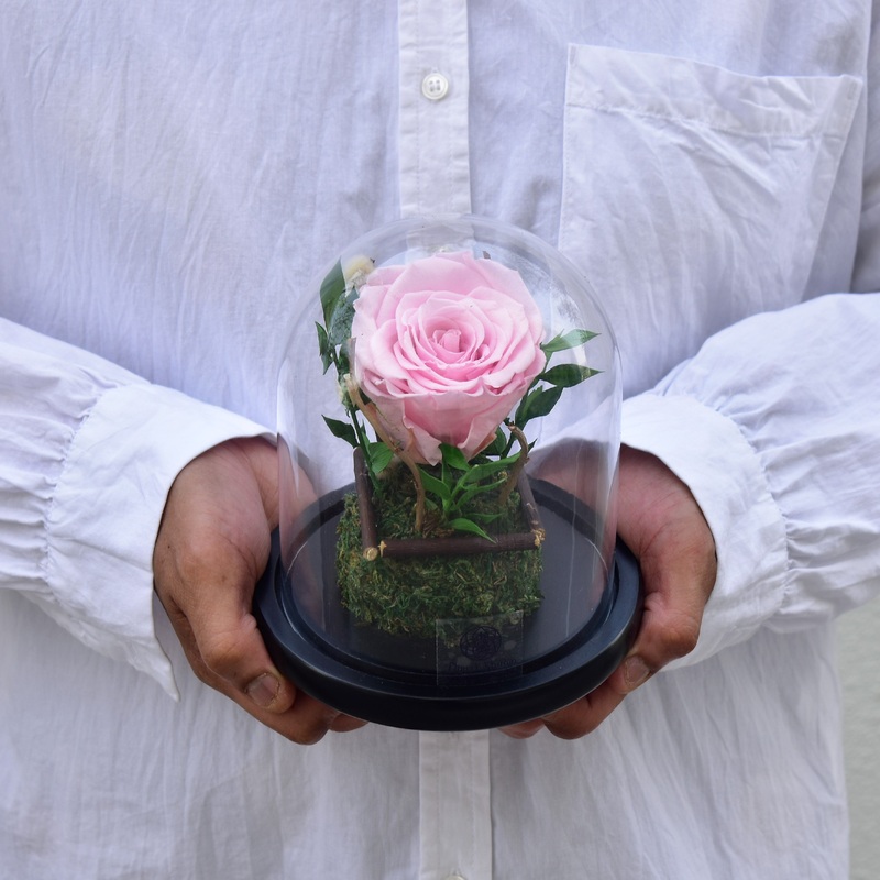 Little Darling – Forever Rose