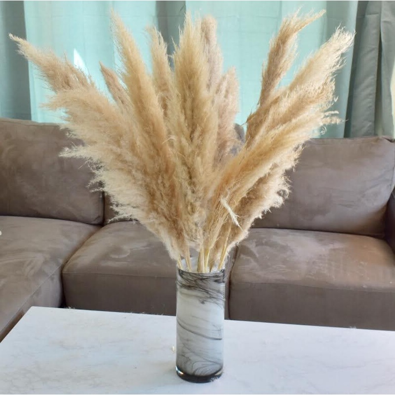 Pampas Grass – Natural-1 Stem & 5 Stems & 10 Stems