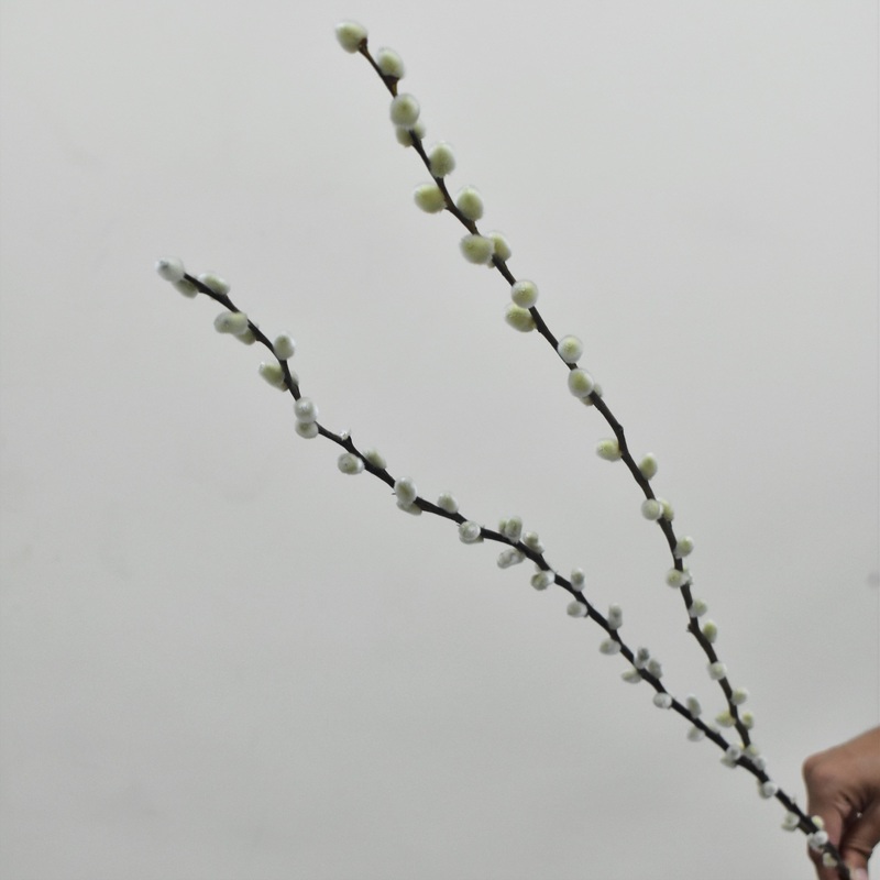 Pussy Willow