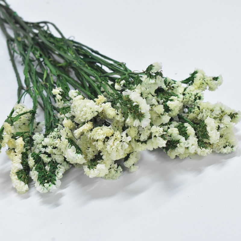 Statice-White & Blue