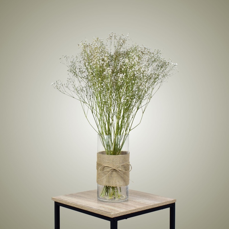 Dried Gypsophila in Vase