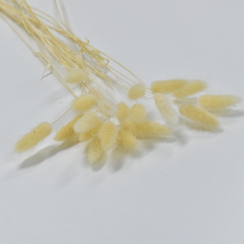 Lagurus Ovatus (Bunny Tails)