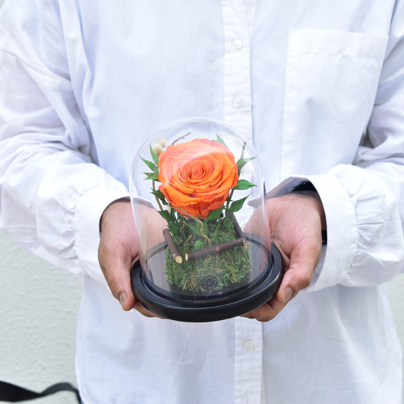 Orange – Forever Rose