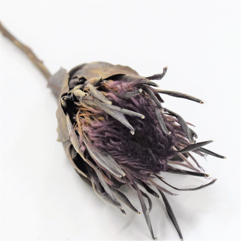 Protea – Preserved