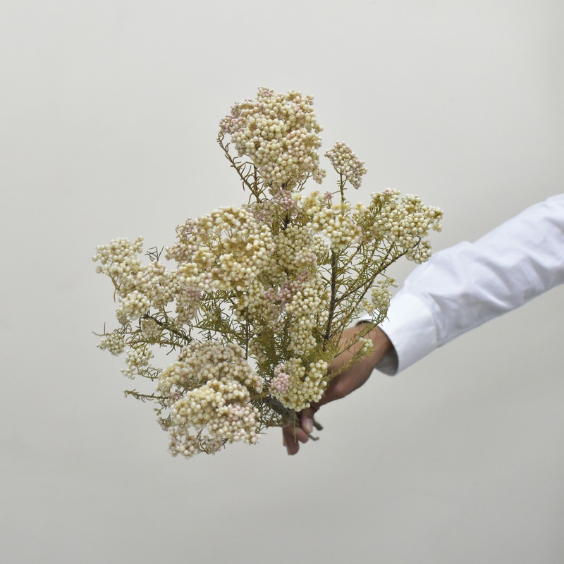 Rice Flower – Preserved-White & Pink