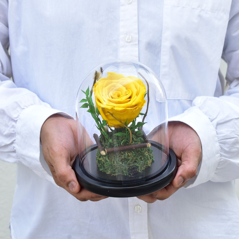 Yellow – Forever Rose