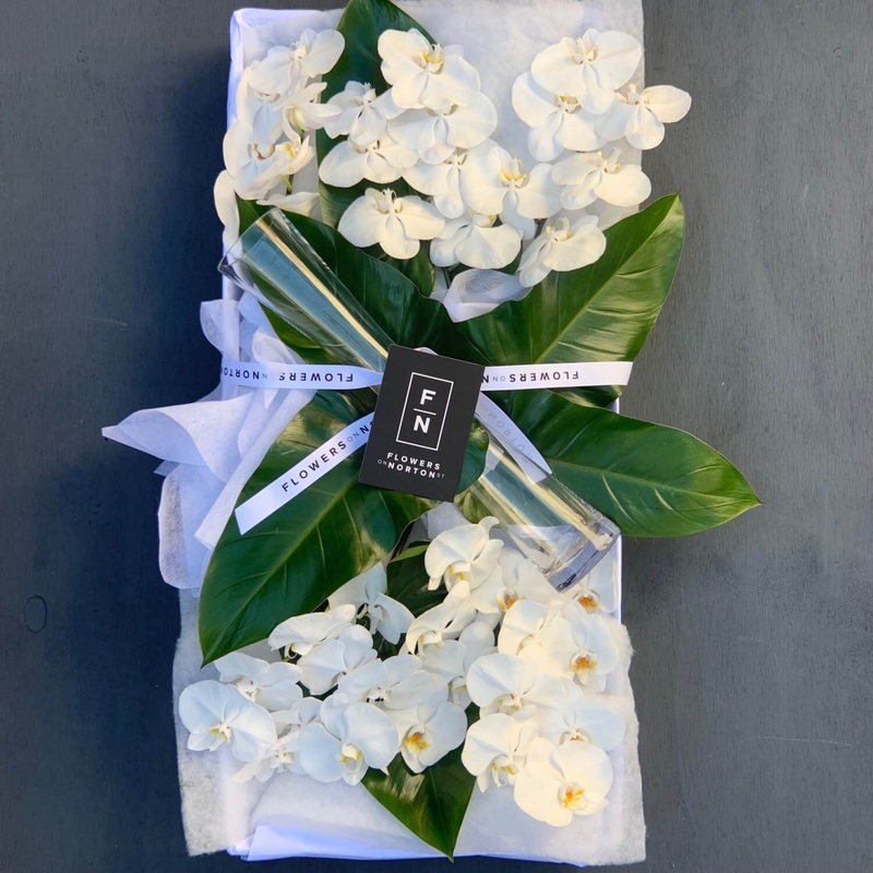 Phalaenopsis Orchids Cut Stems