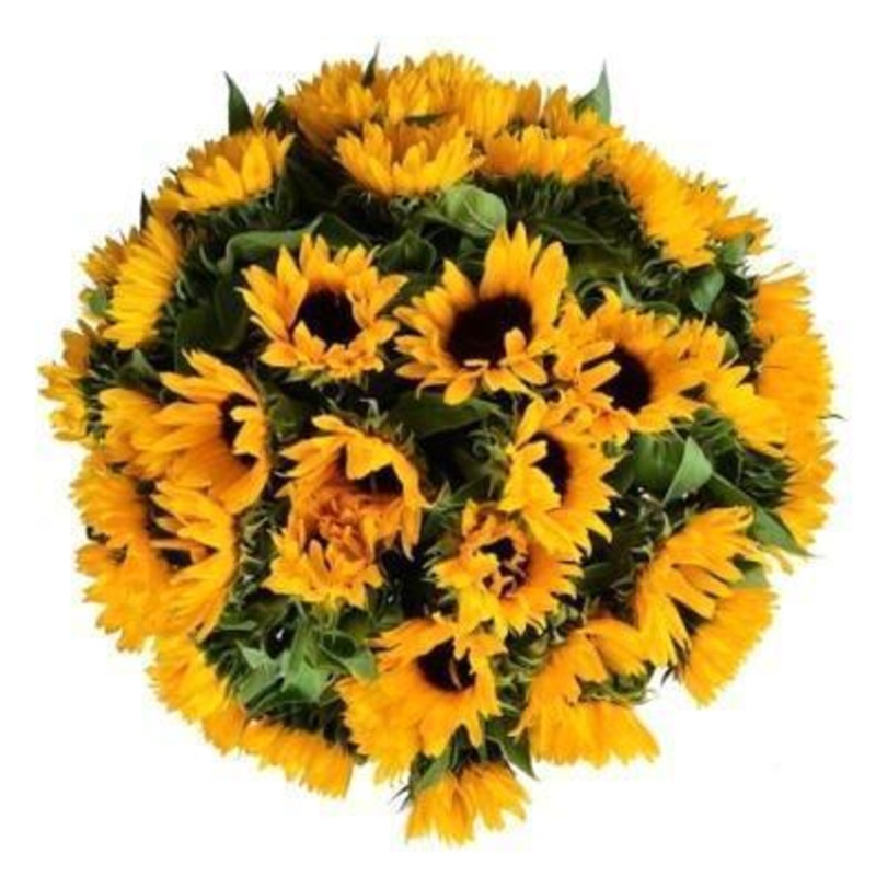 Amazing Sunflowers Bouquet-Small (5 stems) & Regular (10 stems) & Large (15 stems) & Extra Large (20 stems) & Luxury (30 stems) & Glamour (40 stems) & Extra Glamour (50 stems) & Premium (70 stems) & Posh (90 stems)