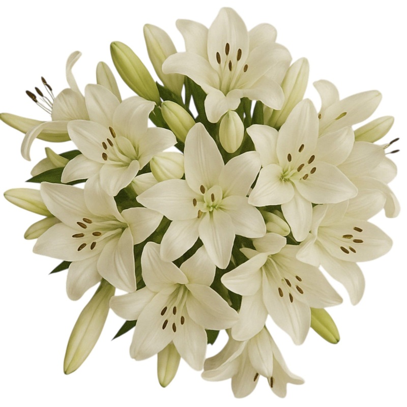 Bouquet of White Aztec Lily-Extra Small (5 stems) & Small (10 stems) & Regular (15 stems) & Large (20 stems) & Medium (25 stems) & Extra Large (30 stems) & Luxury (40 stems) & Glamour (50 stems) & Premium (60 stems) & Premium Extra (80 stems) & Deluxe (10