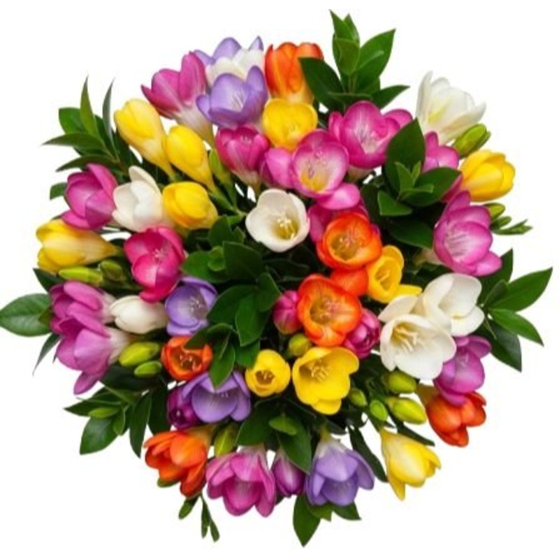 Colored Freesias with Greenery Bouquet