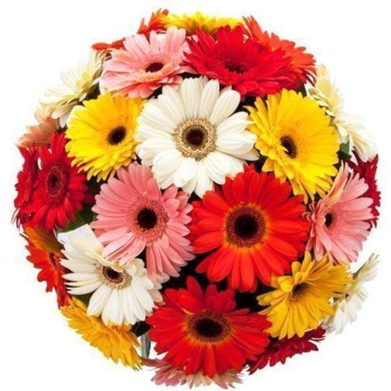 Colored Gerbera Bouquet-Small (20 stems) & Regular (25 stems) & Medium (30 stems) & Large (40 stems) & Extra Large (50 stems) & Luxury (65 stems) & Glamour (80 stems) & Exclusive Glamour (100 stems) & Premium (120 stems) & Posh (150 stems)