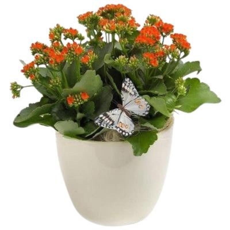Kalandiva in Ceramic Pot-Regular ( 1 plant) & Large ( 3 plants) & Luxury ( 5 plants)-Red Kalandiva & Pink Kalandiva & White Kalandiva & Yellow Kalandiva & Orange Kalandiva & Cerise Kalandiva