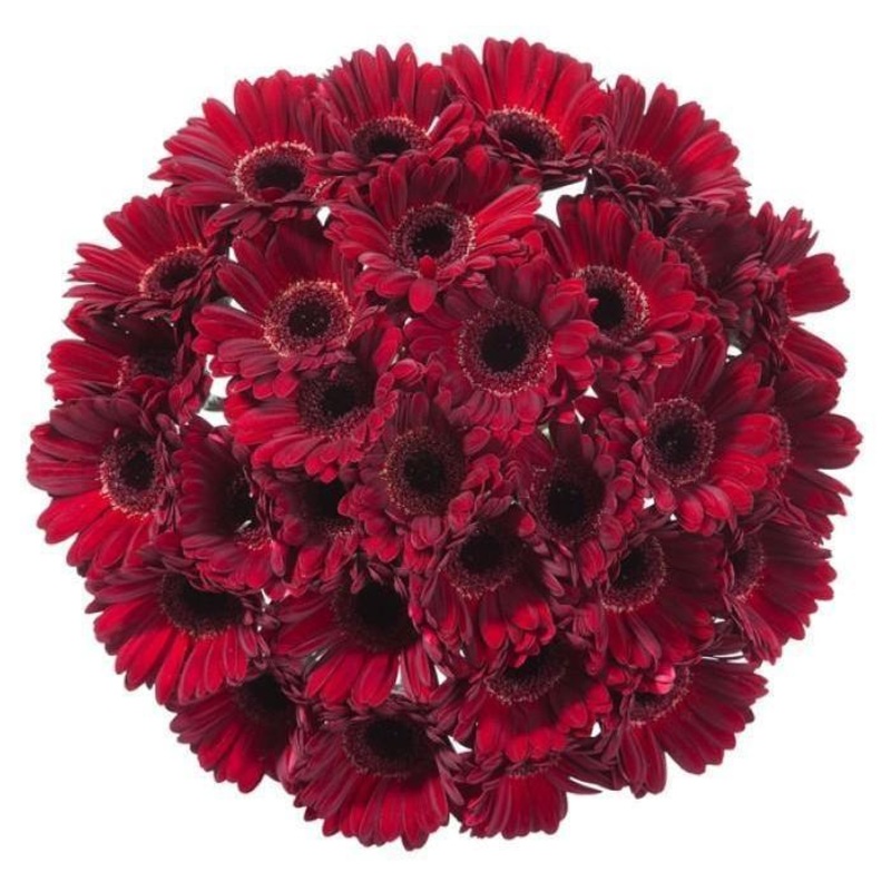 Classic Burgundy Gerber Bouquet
