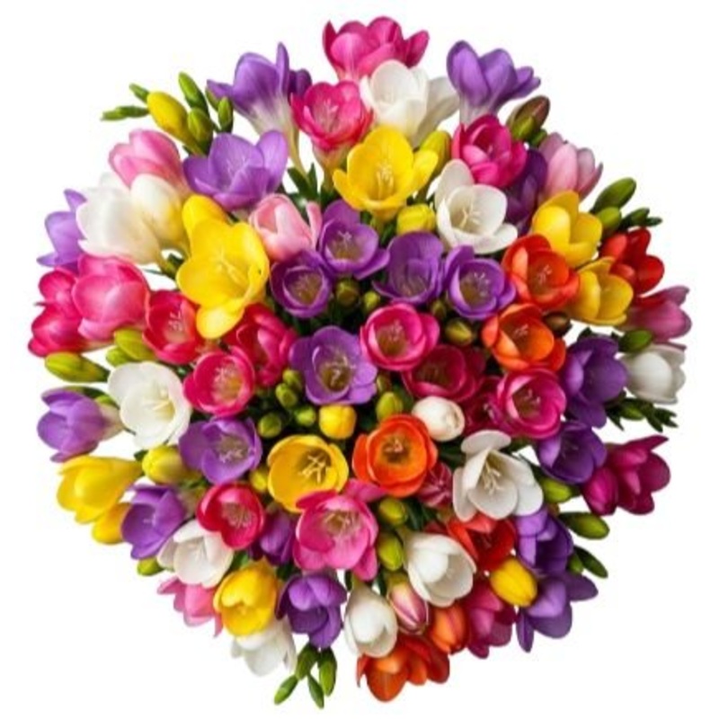 Classic Multicolored Freesias Bouquet