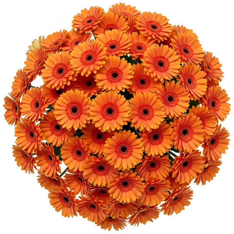 Classic Orange Gerbera Bouquet