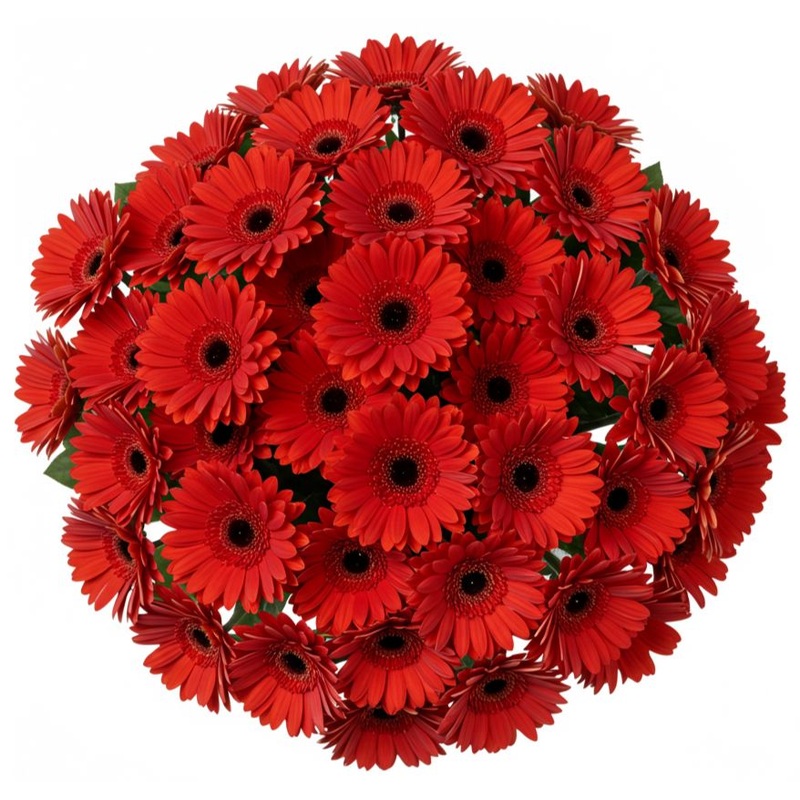 Classic Red Gerberas Bouquet-Small (10 stems) & Regular (20 stems) & Large (30 stems) & Extra Large (40 stems) & Luxury (50 stems) & Glamour (60 stems) & Exclusive Glamour (70 stems) & Premium (80 stems) & Premium Extra (90 stems) & Deluxe (100 stems) & D