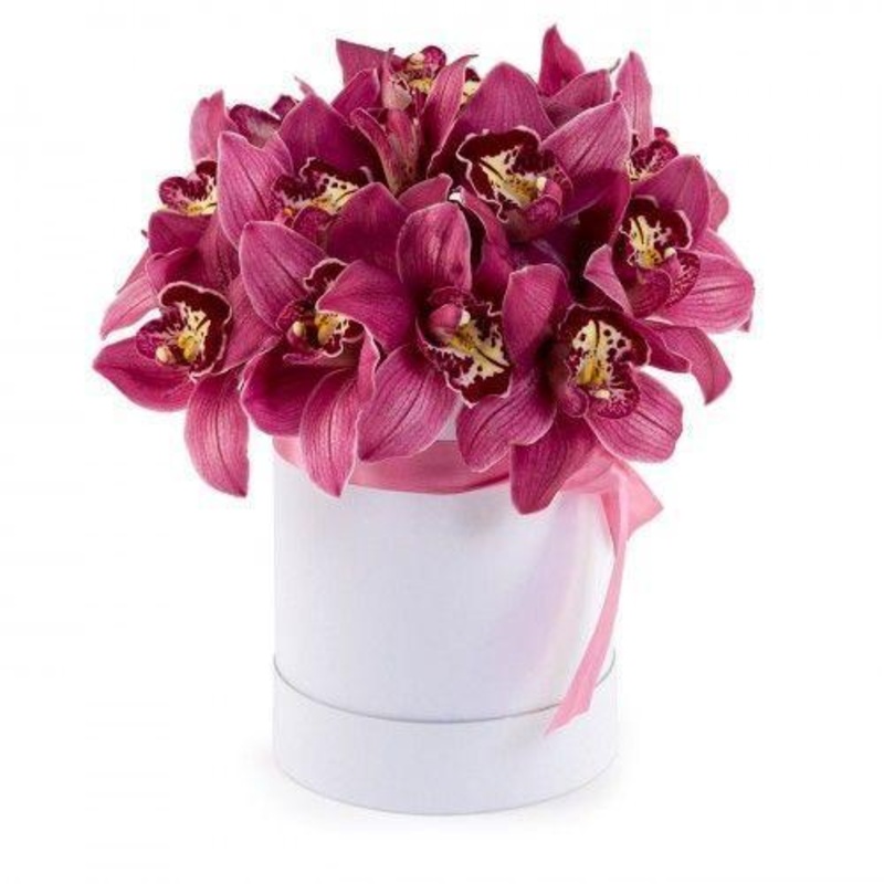 Luxury Cymbidium Orchids Box-Small (10 stems) & Regular (15 stems) & Large (20 stems) & Extra Large (25 stems) & Luxury (30 stems) & Glamour (40 stems) & Exclusive Glamour (50 stems) & Premium (65 stems) & Premium Extra (80 stems) & Posh (100 stems)-Dark