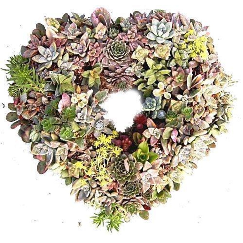 Natural Succulent Open Heart-Small (25cm / 9″) & Regular (30cm / 12″) & Large (43cm / 17″) & Extra Large (54cm / 21″)