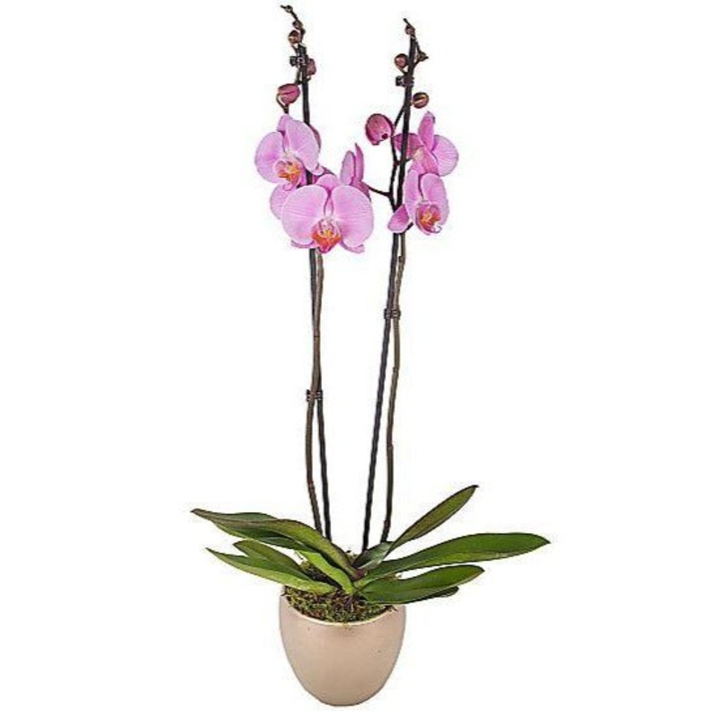 Pink Phalenopsis Orchids Ceramic Pot