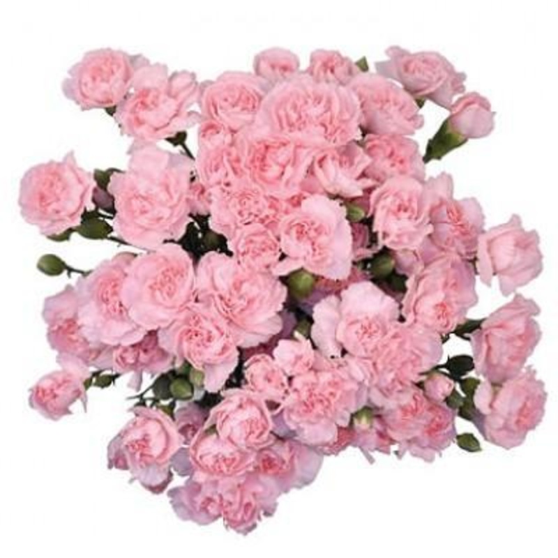 Pink Spray Carnation Bouquet-Small (10 stems) & Regular (20 stems) & Large (30 stems) & Extra Large (40 stems) & Luxury (50 stems) & Glamour ( 70 stems) & Exclusive Glamour (85 stems) & Premium (100 stems) & Premium Extra (120 stems) & Deluxe (160 stems)
