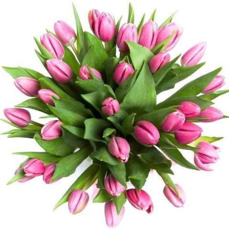 Pink Tulips Bouquet-Extra Small (10 stems) & Small (15 stems) & Regular (20 stems) & Medium (25 stems) & Large (30 stems) & Extra Large (40 stems) & Luxury (50 stems) & Glamour (60 stems) & Exclusive Glamour (70 stems) & Premium (80 stems) & Premium Extra