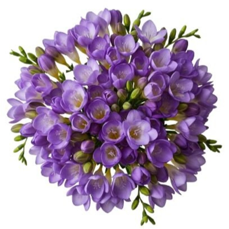 Purple Freesias Bouquet-Extra Small (10 stems) & Small (15 stems) & Regular (20 stems) & Medium (25 stems) & Large (30 stems) & Extra Large (40 stems) & Luxury(50 stems) & Glamour (60 stems) & Extra Glamour (70 stems) & Premium (80 stems) & Premium Extra