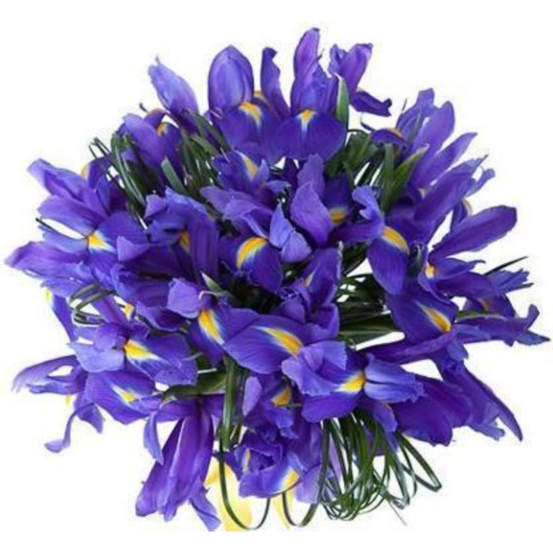 Purple Iris Bouquet-Extra Small (10 stems) & Small (20 stems) & Regular (30 stems) & Large (40 stems) & Extra Large (50 stems) & Luxury (60 stems) & Glamour (70 stems) & Exclusive Glamour (80 stems) & Premium (90 stems) & Premium Extra  (100 stems) & Delu