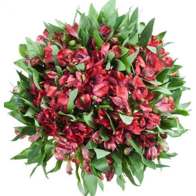 Red Alstroemeria Bouquet-Extra Small (10 stems) & Small (15 stems) & Regular (20 stems) & Large (25 stems) & Extra Large (30 stems) & Luxury (40 stems) & Glamour (50 stems) & Exclusive Glamour (60 stems) & Premium (80 stems) & Premium Extra (100 stems) &