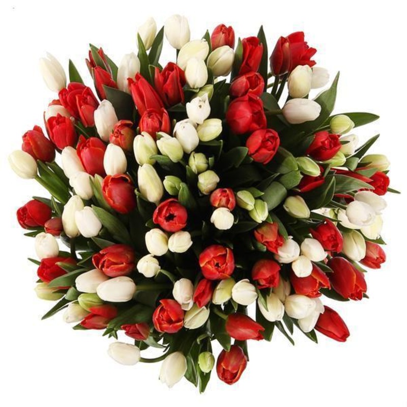 Red & White Tulips Bouquet-Regular (30 stems) & Large (40 stems) & Extra Large (50 stems) & Luxury (60 stems) & Glamour (80 stems) & Exclusive Glamour (100 stems) & Premium (120 stems) & Premium Extra (150 stems) & Deluxe (170 stems) & Posh (200 stems)