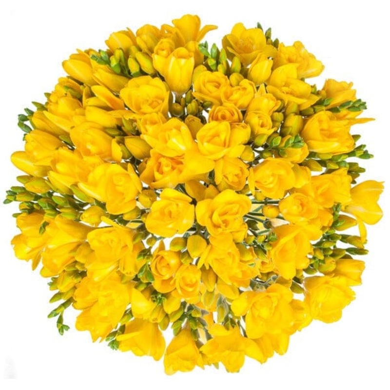 Classic Yellow Freesia Bouquet