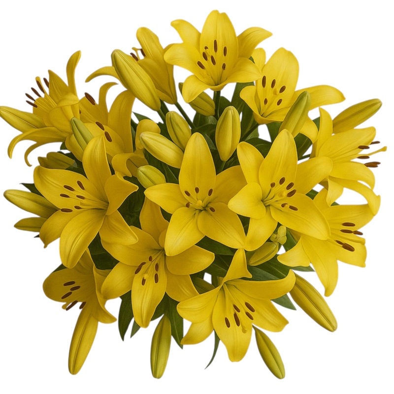 Classic Yellow Lily Bouquet-Extra Small (5 stems) & Small (7 stems) & Medium (10 stems) & Regular (15 stems) & Large (20 stems) & Extra Large (25 stems) & Luxury (30 stems) & Glamour (40 stems) & Exclusive Glamour (50 stems) & Premium (60 stems) & Premium