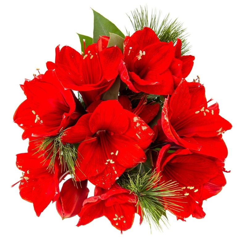 Red Beauty Bouquet-Small (3 stems) & Regular (5 stems) & Large (7 stems) & Extra Large (10 stems) & Luxury (15 stems) & Glamour (20 stems) & Exclusive Glamour (25 stems) & Premium (30 stems) & Premium Extra (35 stems) & Posh (40 stems)