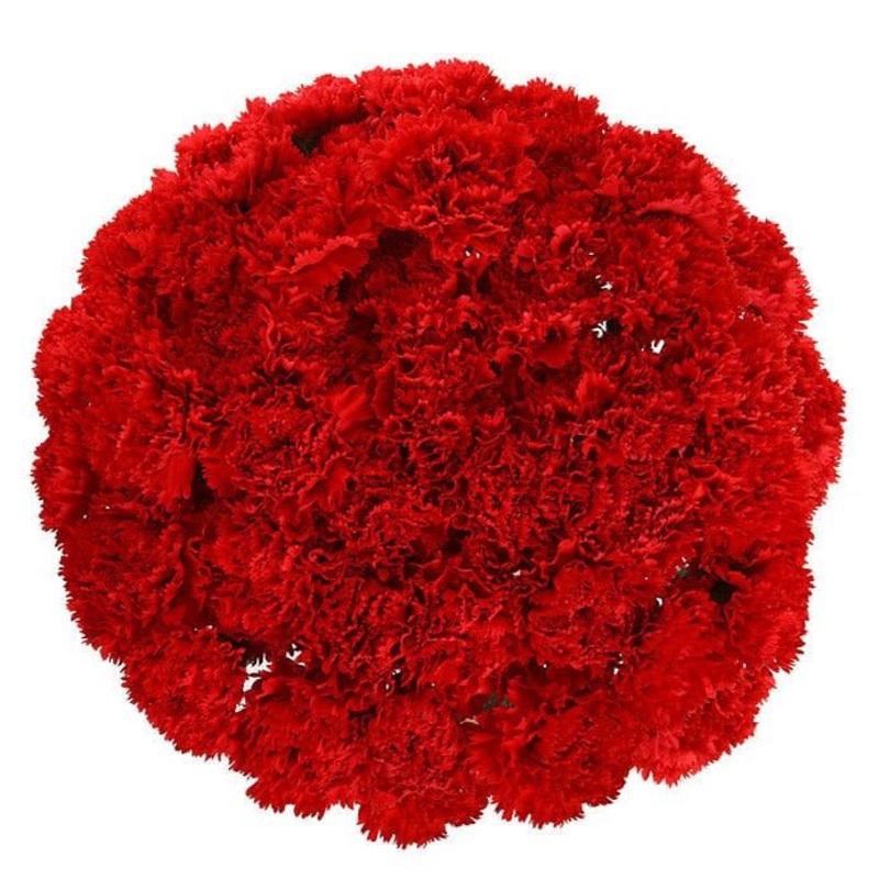 Red Carnations Bouquet-Small (10 stems) & Regular (20 stems) & Large (30 stems) & Extra Large (40 stems) & Luxury (50 stems) & Glamour (65 stems) & Exclusive Glamour (85 stems) & Premium (100 stems) & Premium Extra (150 stems) & Deluxe (200 stems) & Delux