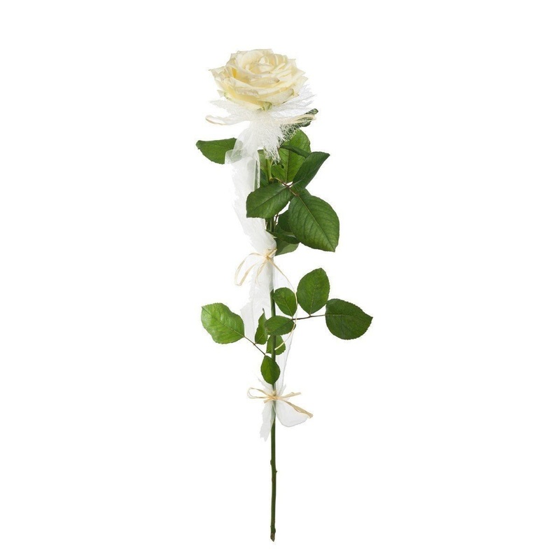 Single Rose-White & Pink & Red & Orange & Yellow & Lavender & Cerise & Peach & Blue & Blush