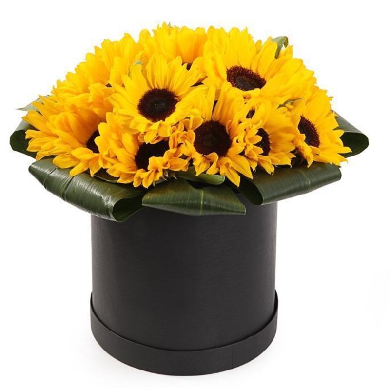 Sunflowers in a Box-Extra Small (5 stems) & Small (7 stems) & Regular (10 stems) & Large (15 stems) & Extra Large (20 stems) & Luxury (25 stems) & Glamour (30 stems) & Exclusive Galmour (35 stems) & Premium (40 stems) & Premium Extra (50 stems) & Deluxe (