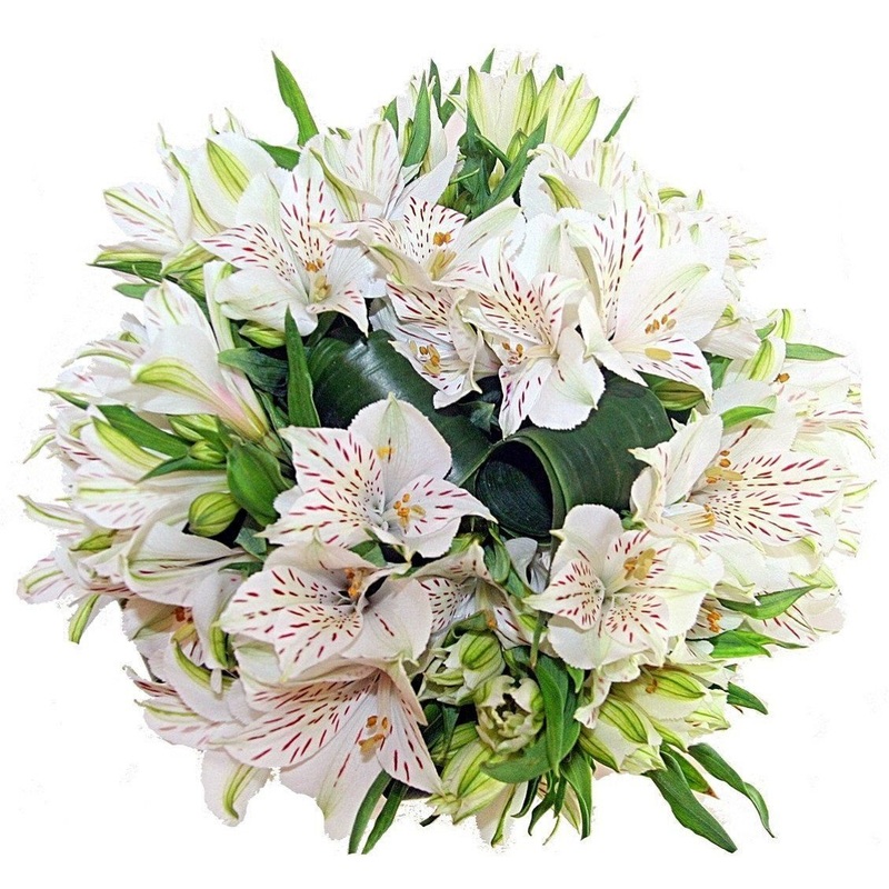 White Alstroemeria Bouquet-Extra Small (10 stems) & Small (15 stems) & Regular (20 stems) & Large (30 stems) & Extra Large (40 stems) & Luxury (50 stems) & Glamour (65 stems) & Exclusive Glamour (80 stems) & Premium (100 stems) & Premium Extra (120 stems)