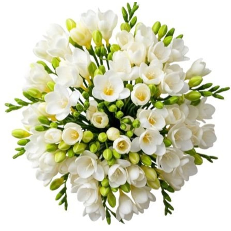 White Freesias Bouquet-Extra Small (10 stems) & Small (15 stems) & Regular (20 stems) & Medium (25 stems) & Large (30 stems) & Extra Large (40 stems) & Luxury (50 stems) & Glamour (60 stems) & Extra Glamour (70 stems) & Premium (85 stems) & Premium Extra