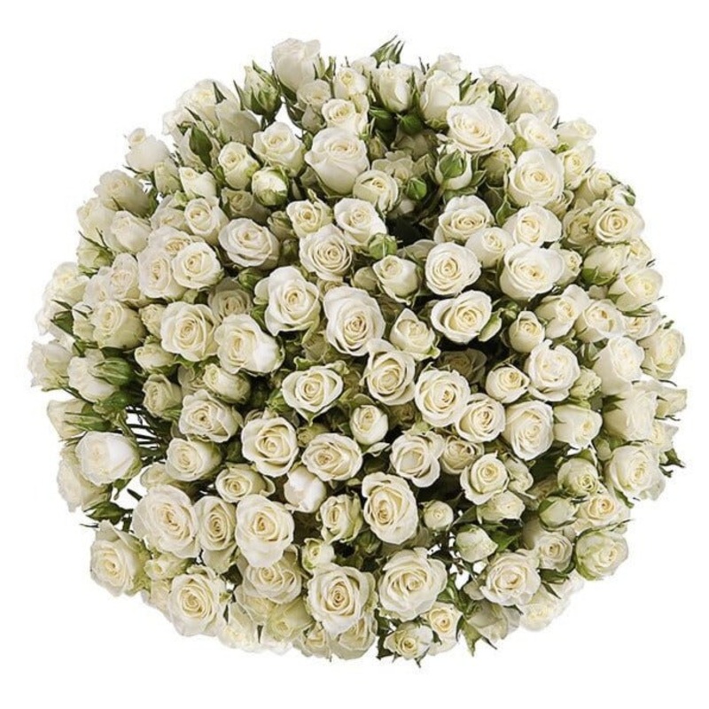 White Spray Roses Bouquet-Small (10 stems) & Regular (20 stems) & Large (30 stems) & Extra Large (40 stems) & Luxury (50 stems) & Glamour (60 stems) & Exclusive Glamour (70 stems) & Premium (80 stems) & Premium Extra (100 stems) & Deluxe (120 stems) & Del
