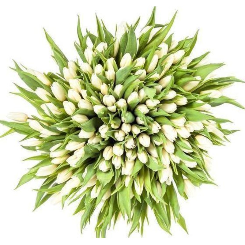 White Tulips Bouquet-Extra Small (10 stems) & Small (15 stems) & Regular (20 stems) & Medium (25 stems) & Large (30 stems) & Extra Large (40 stems) & Luxury (50 stems) & Glamour (60 stems) & Exclusive Glamour (80 stems) & Premium (100 stems) & Premium Ext