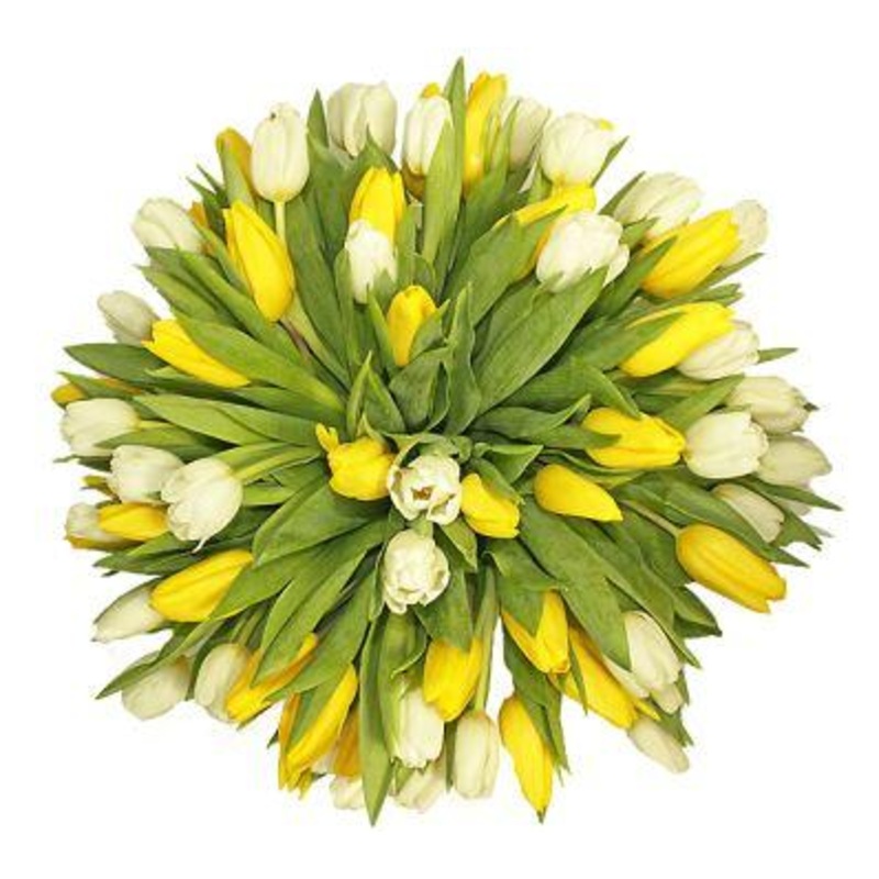 White & Yellow Tulips Bouquet-Medium (25 stems) & Large (30 stems) & Extra Large (40 stems) & Luxury (50 stems) & Glamour (65 stems) & Exclusive Glamour (80 stems) & Premium (100 stems) & Premium Extra (120 stems) & Deluxe (150 stems)