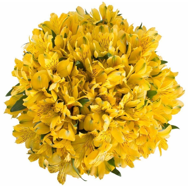 Yellow Alstroemeria Bouquet-Small (10 stems) & Regular (20 stems) & Large (30 stems) & Extra Large (40 stems) & Luxury (50 stems) & Glamour (60 stems) & Exclusive Glamour (80 stems) & Premium (100 stems) & Premium Extra (120 stems) & Deluxe (150 stems) &